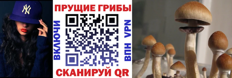 Псилоцибиновые грибы GOLDEN TEACHER  Купить  Курчатов 